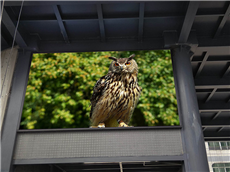 P6戶外全彩LED顯示屏：清晰度的極致追求！